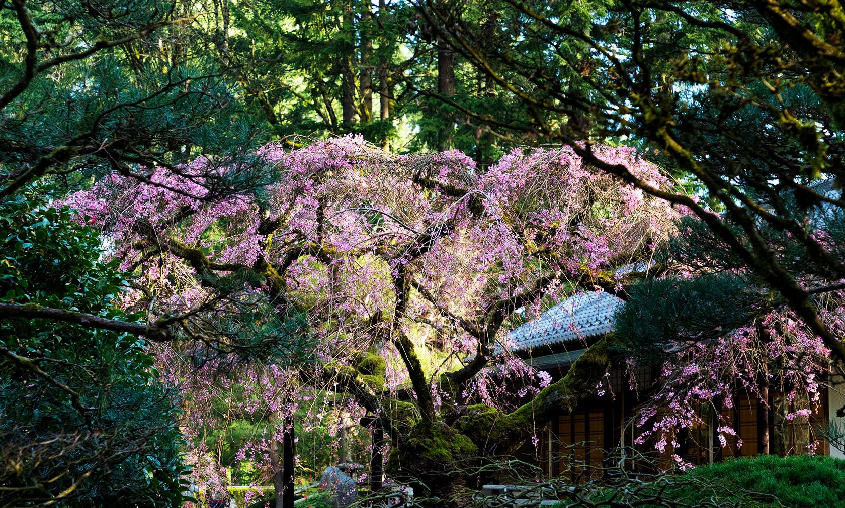 Portland Japanese Garden - Snow Peak