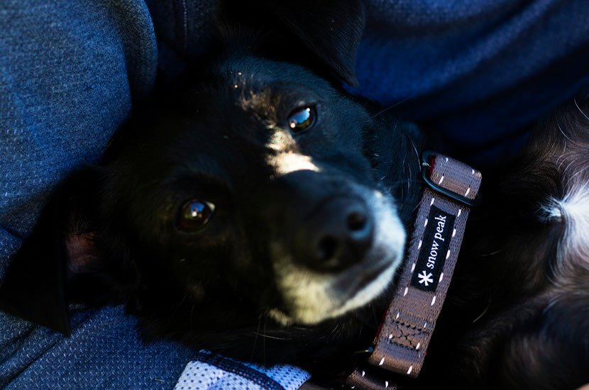 Canine Camp Tips - Snow Peak