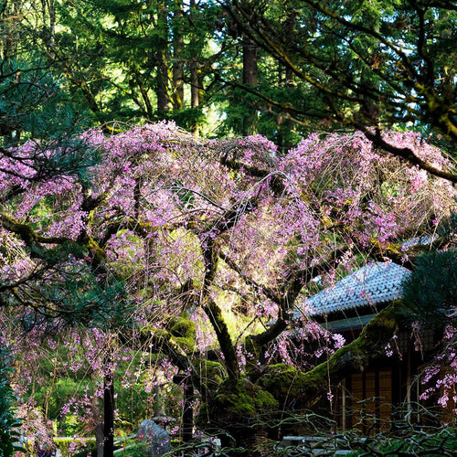 Portland Japanese Garden - Snow Peak