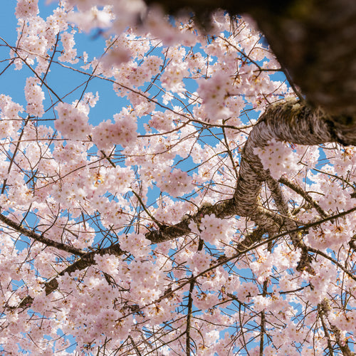 History of Sakura Blossoms