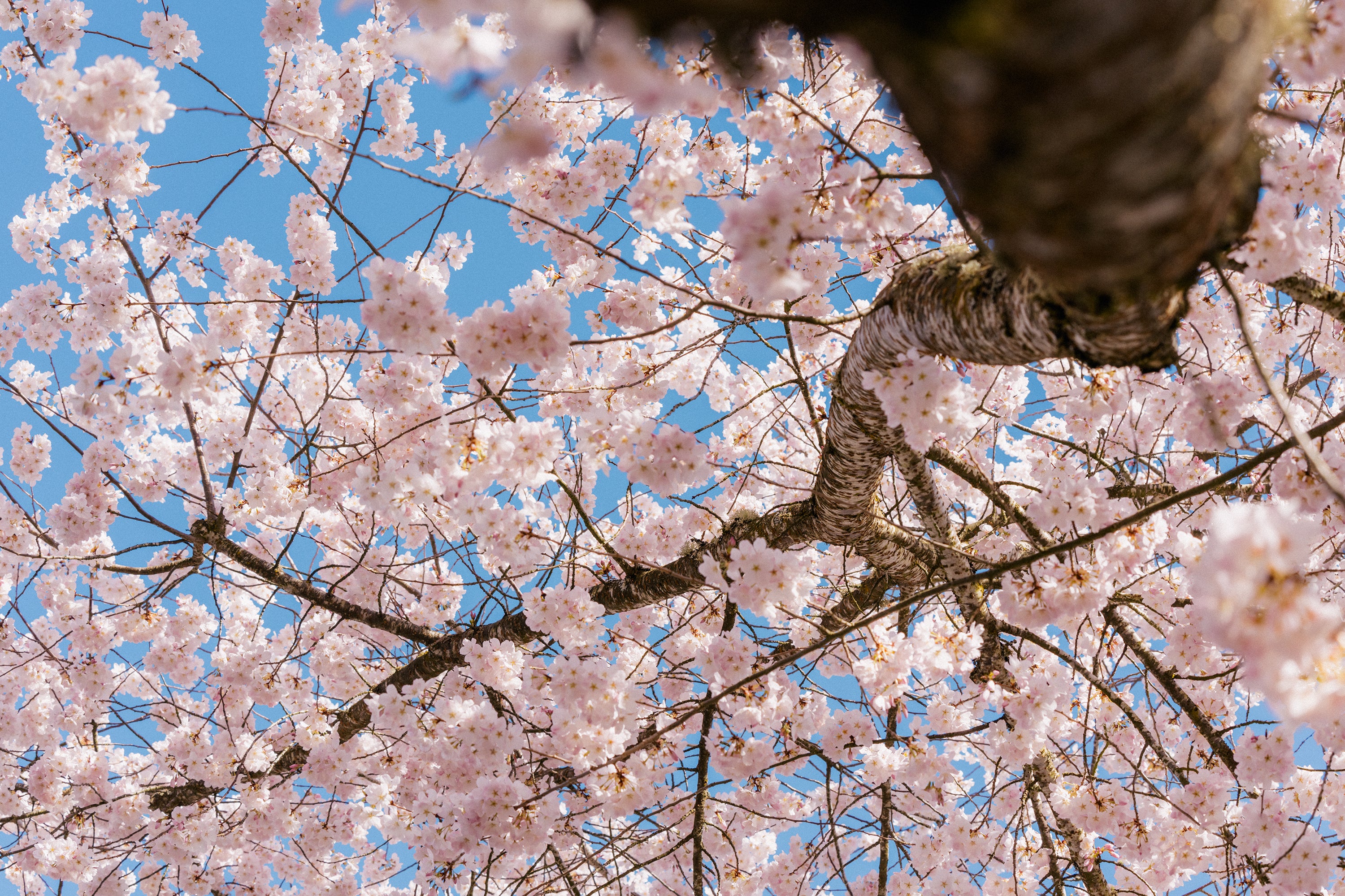 History of Sakura Blossoms