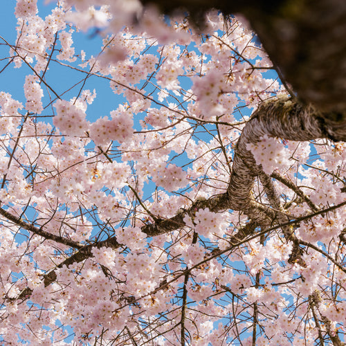 History of Sakura Blossoms