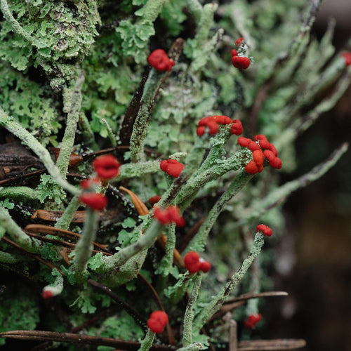 Japanese Microseasons