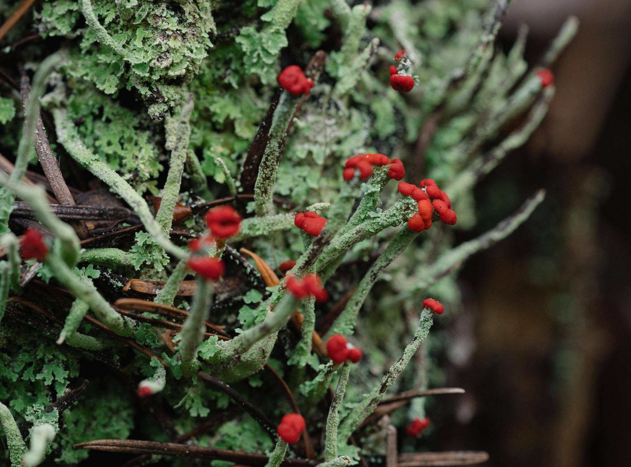 Japanese Microseasons