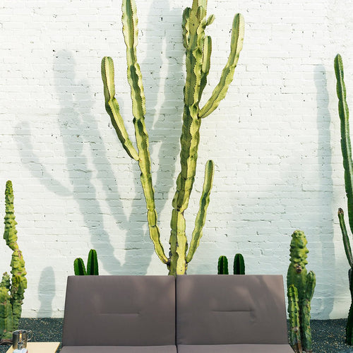 Camping in Cactus Garden - Snow Peak