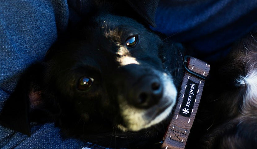 Canine Camp Tips - Snow Peak