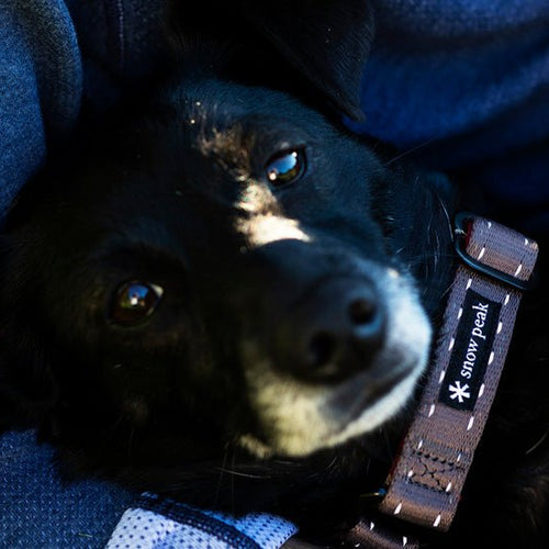 Canine Camp Tips - Snow Peak