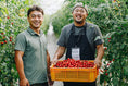 Two men stand in a field of tomato plants.  One of them holds a yellow basket filled with small tomatoes.