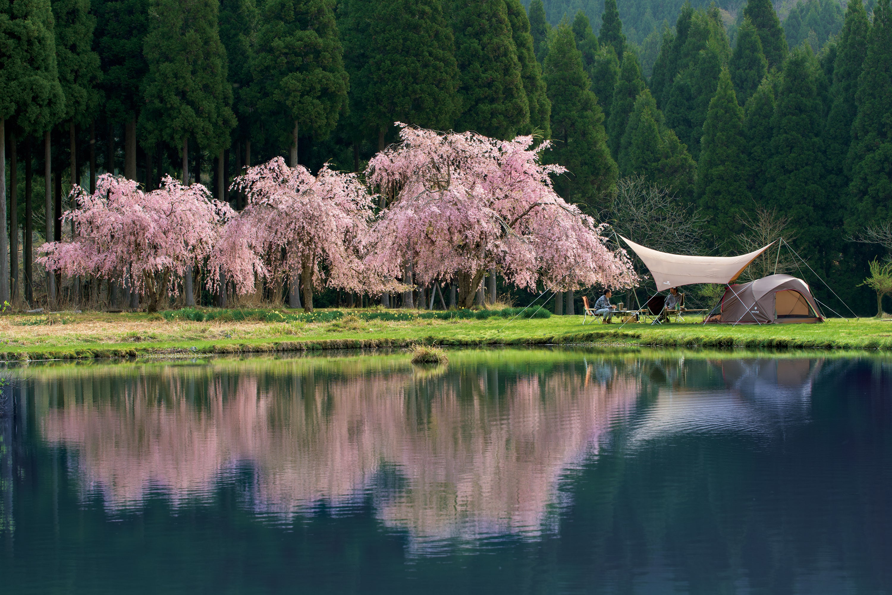 A group of people Snow Peak style camping near a sakura blossom tree. 